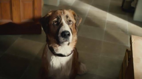 喜剧片:又一部关于狗的电影,高智商汪星人,却喜欢与主人对着做