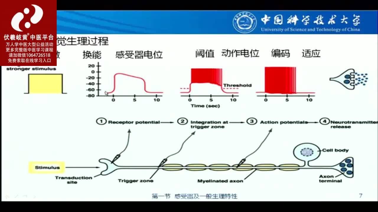 《生理学》在线视频_44生理学.9-1感受器及其一般生理特性版本BXUETian_高清1080P在线观看平台_腾讯视频