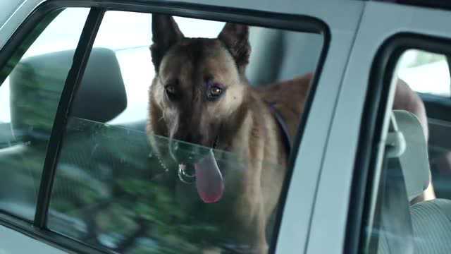 警犬来啦:老头去银行汇款,张口要汇几十万,民警细查发现有猫腻