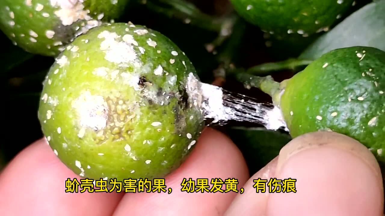 蚧壳虫为害的柑橘