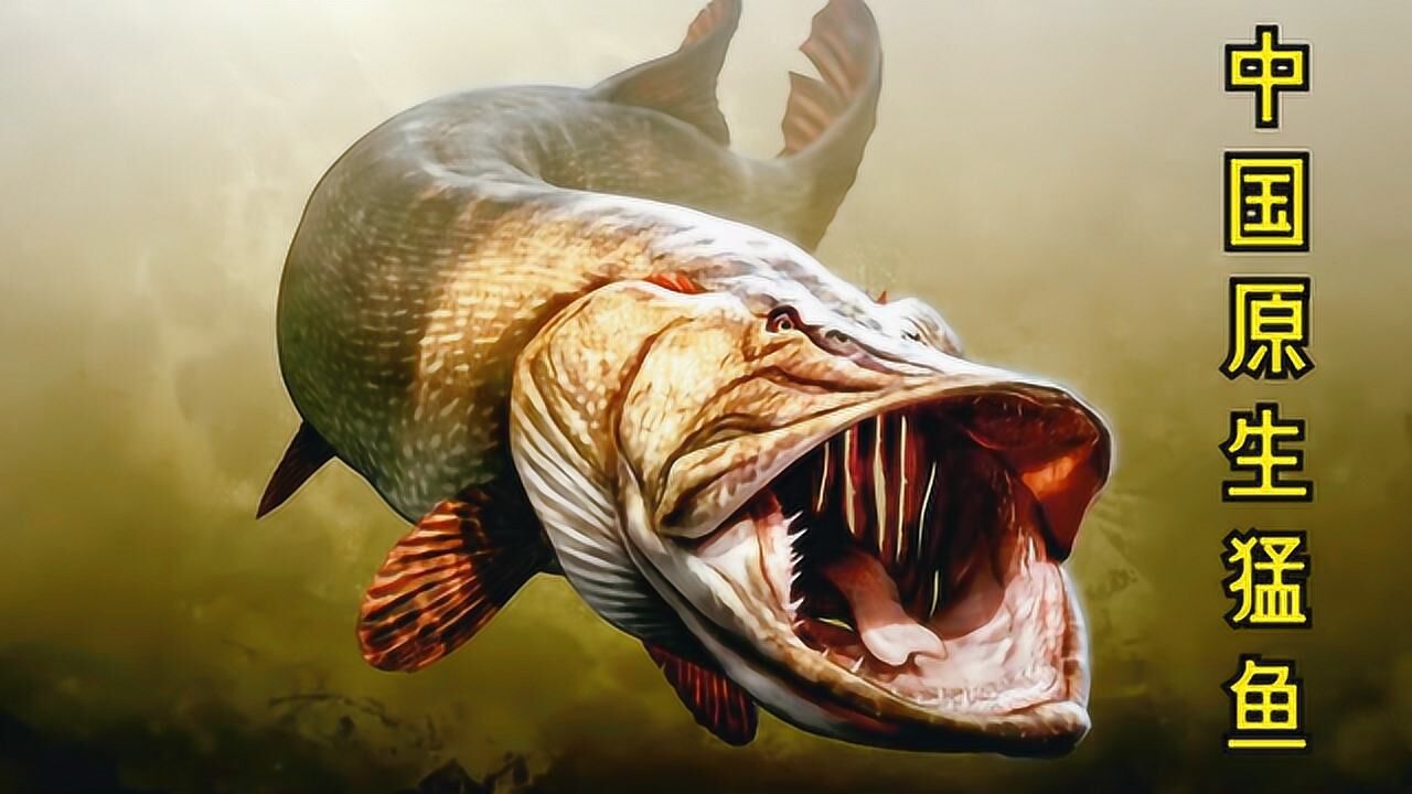 中国原生猛鱼每天要吃肉长得非常快鱼缸不用加热棒