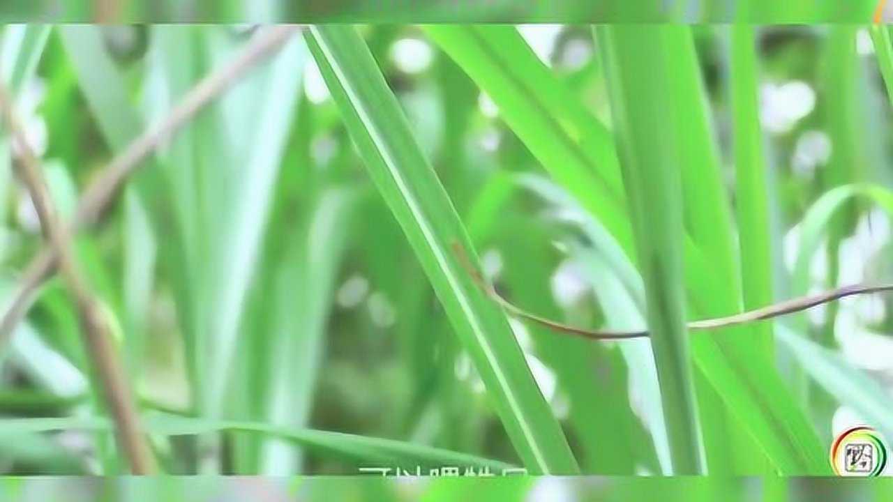 农村有很多这样的茅草手指容易被割伤小编告诉你它的用处