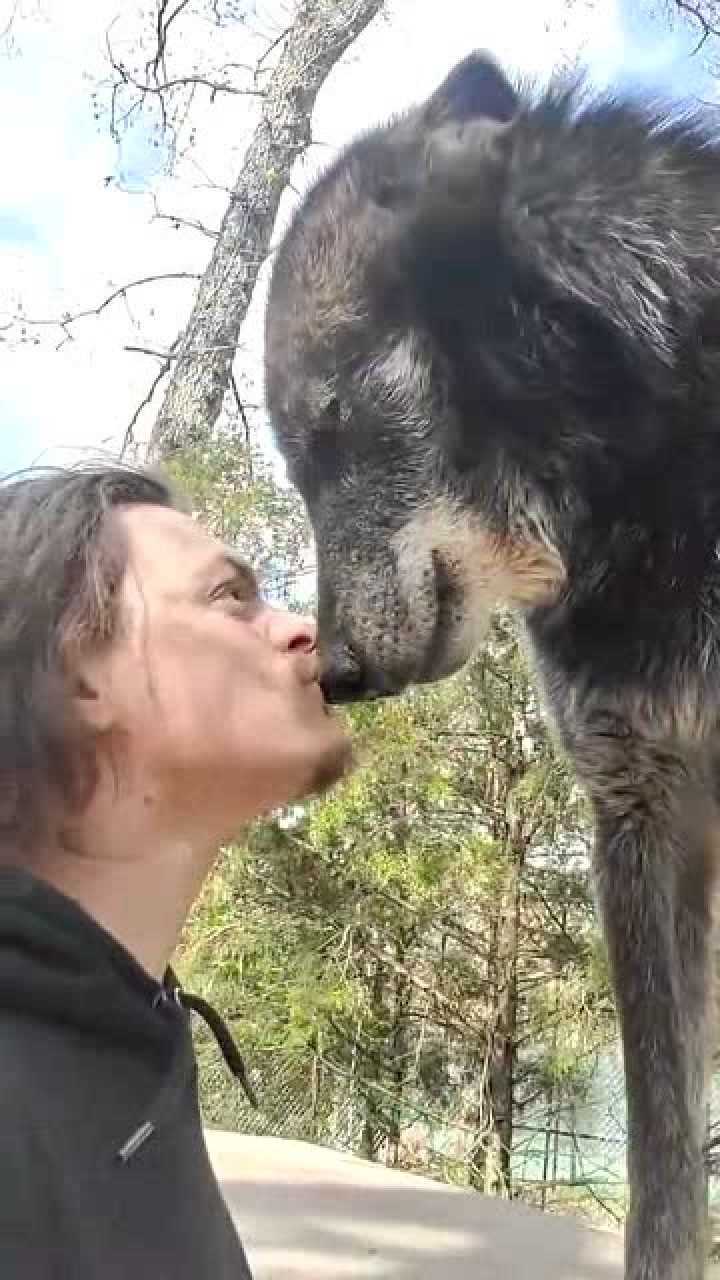 世界最大的北美灰狼也有向人类低头的时候一点反抗的样子都不敢有