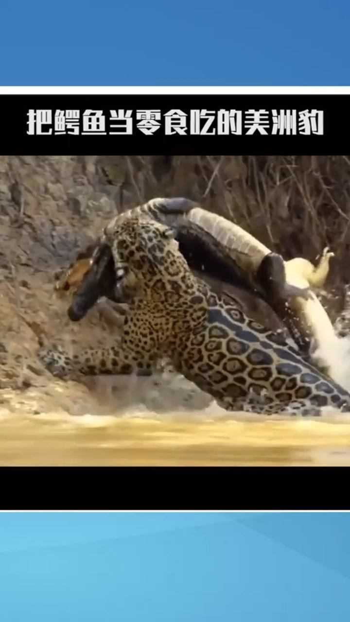 清花豹和美洲豹有什么区别.