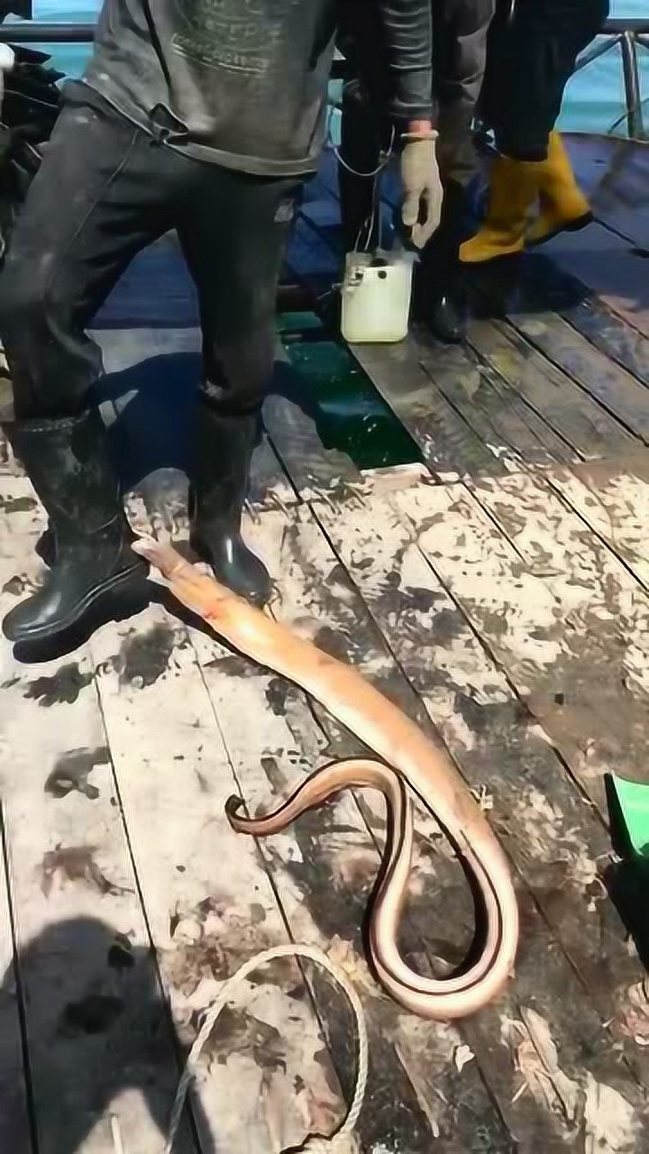 鳗鱼真的会咬人的