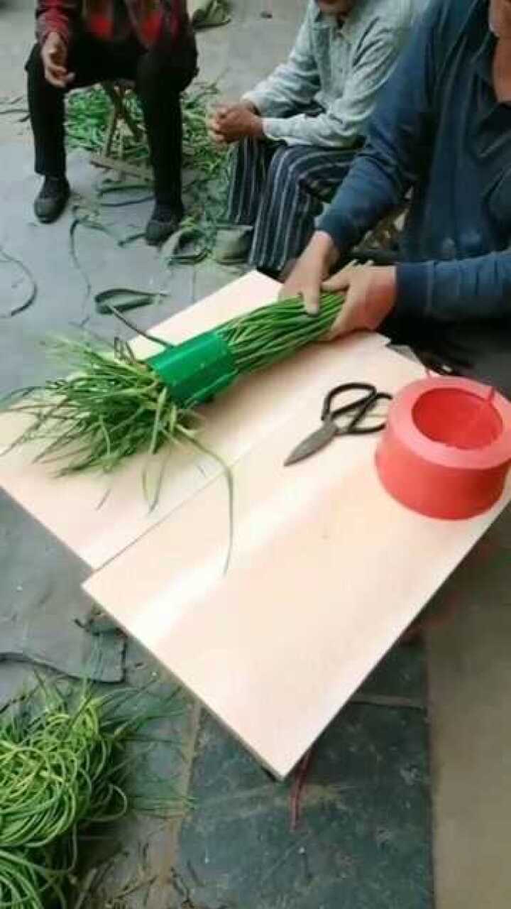 江苏蒜苔是这样捆起来的