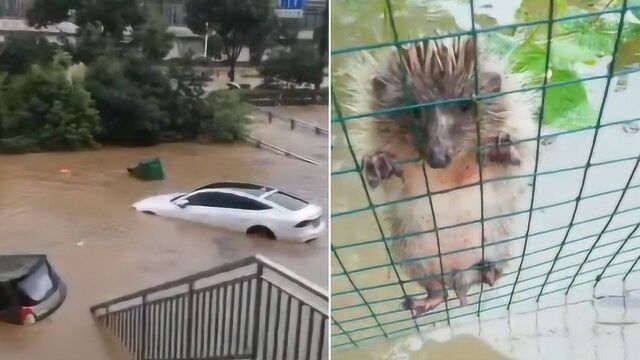 连续暴雨导致城区被淹 小刺猬四爪紧扒铁丝网绝望求生