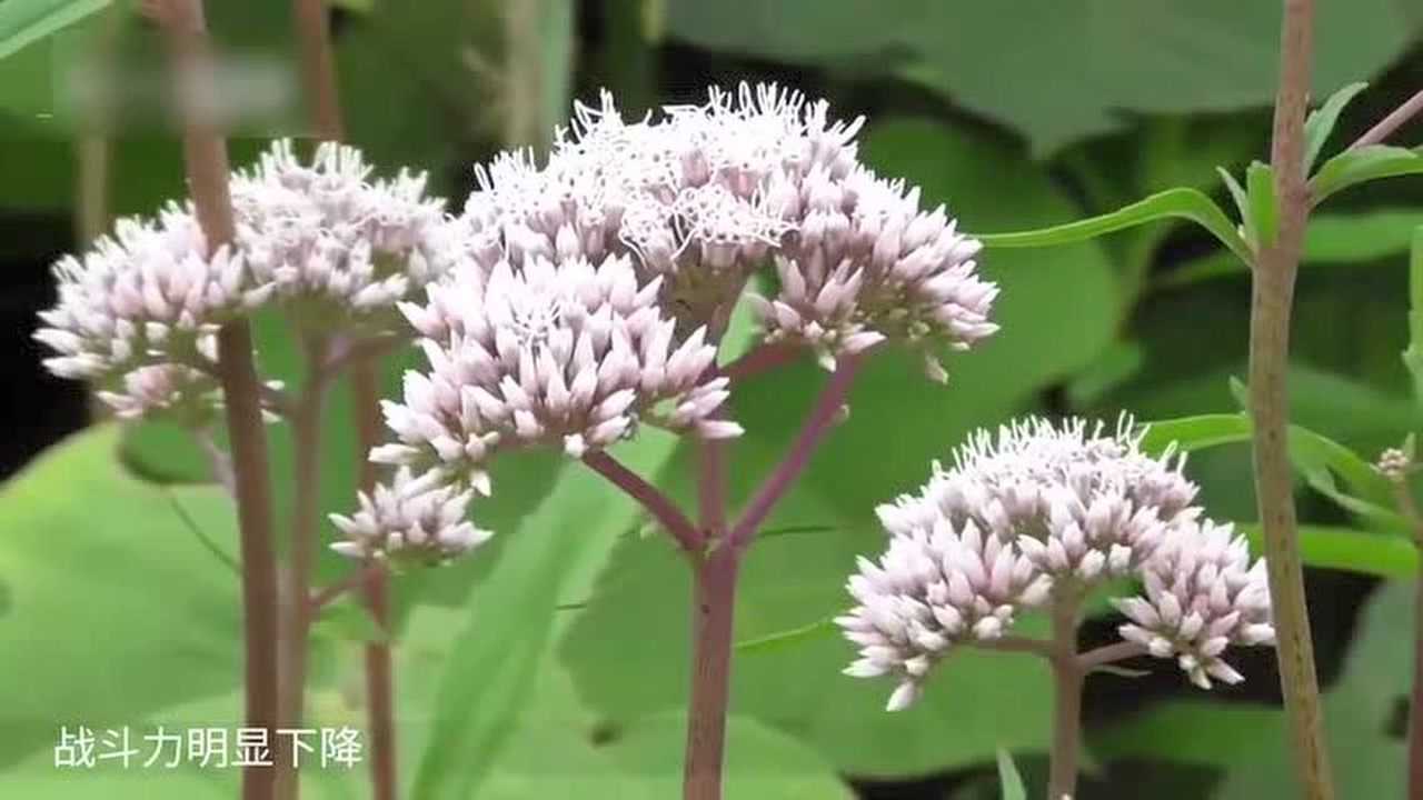 这种将军草既能治疗哮喘咳嗽,又能治牛皮癣