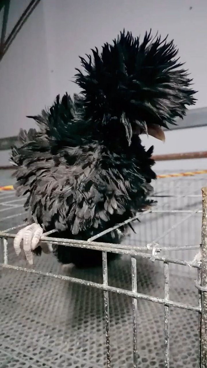 这种斗鸡长得相当搞笑就像是烫了爆炸头一样