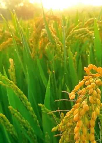 秋天,稻田里的禾苗成熟了,田野遍地一片金黄江南水乡