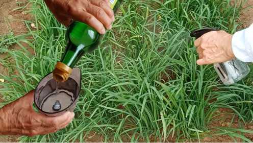 韭菜施肥新方法,这种调味品兑上水喷上去,韭菜翠绿味道香,高招