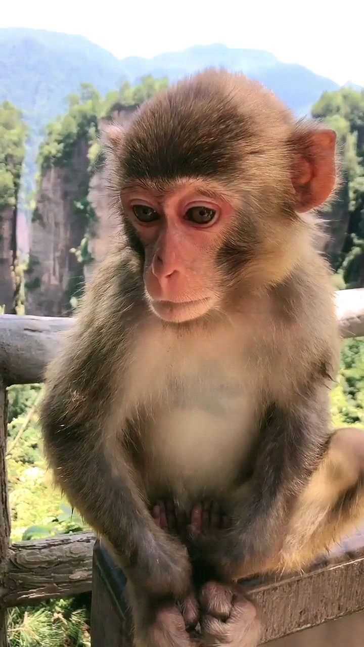 猴哥也开始思考猴生了哈哈哈