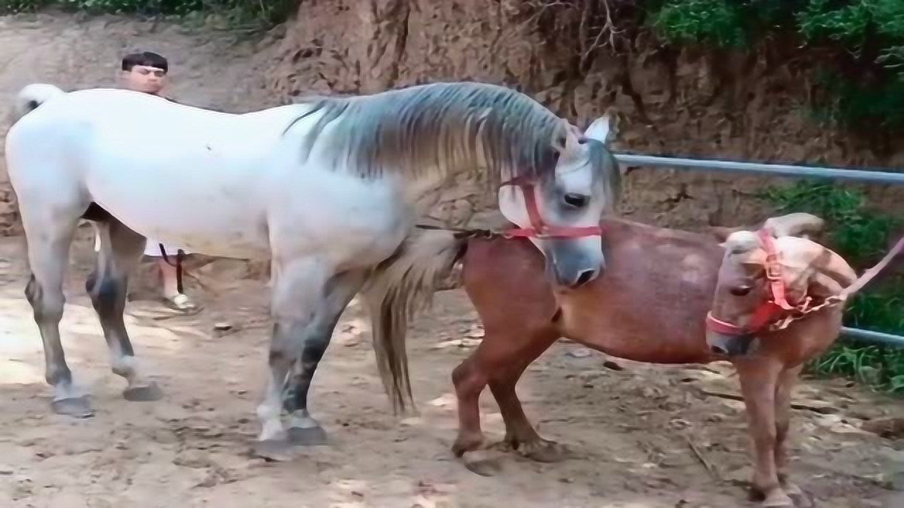 跟主人來相親的白馬如願,白馬和小紅馬四目相對的瞬間,白馬已經陶醉了