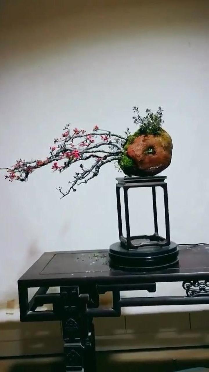 梅花悬崖式盆景