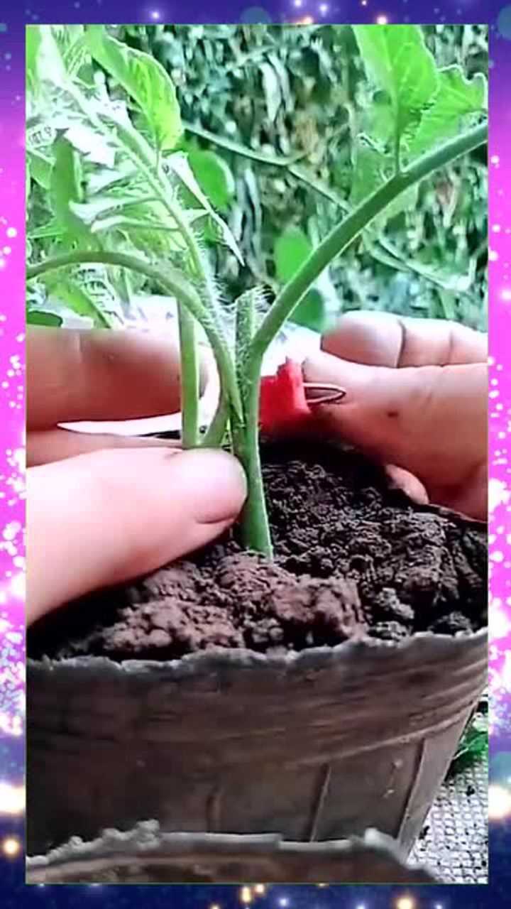 果树嫁接西红柿不错啊