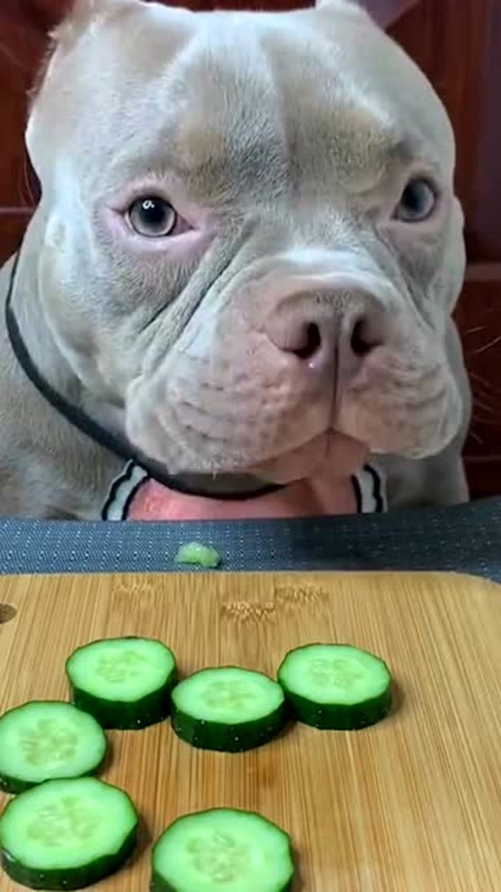 恶霸吃黄瓜就这点不够吃,主人一点人事都不干,狗子太委屈了!
