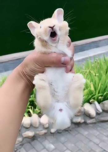 来自兔子的咆哮,我长这么大,第一次听到兔子的叫声!