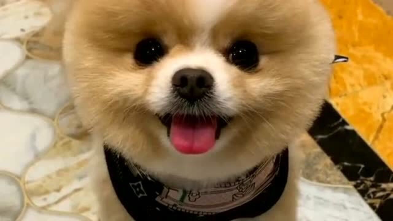 博美伸着小舌头的样子好可爱,网友:心都要萌化了,好想养一只啊!