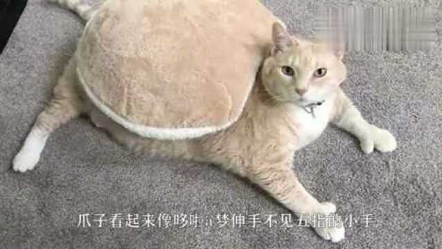 主人想领养猫咪,竟被胖胖的橘猫迷倒,它的爪子真的太可爱了!