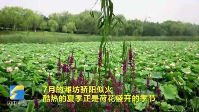 60秒丨潍坊浞河成片“荷花海”盛装示人