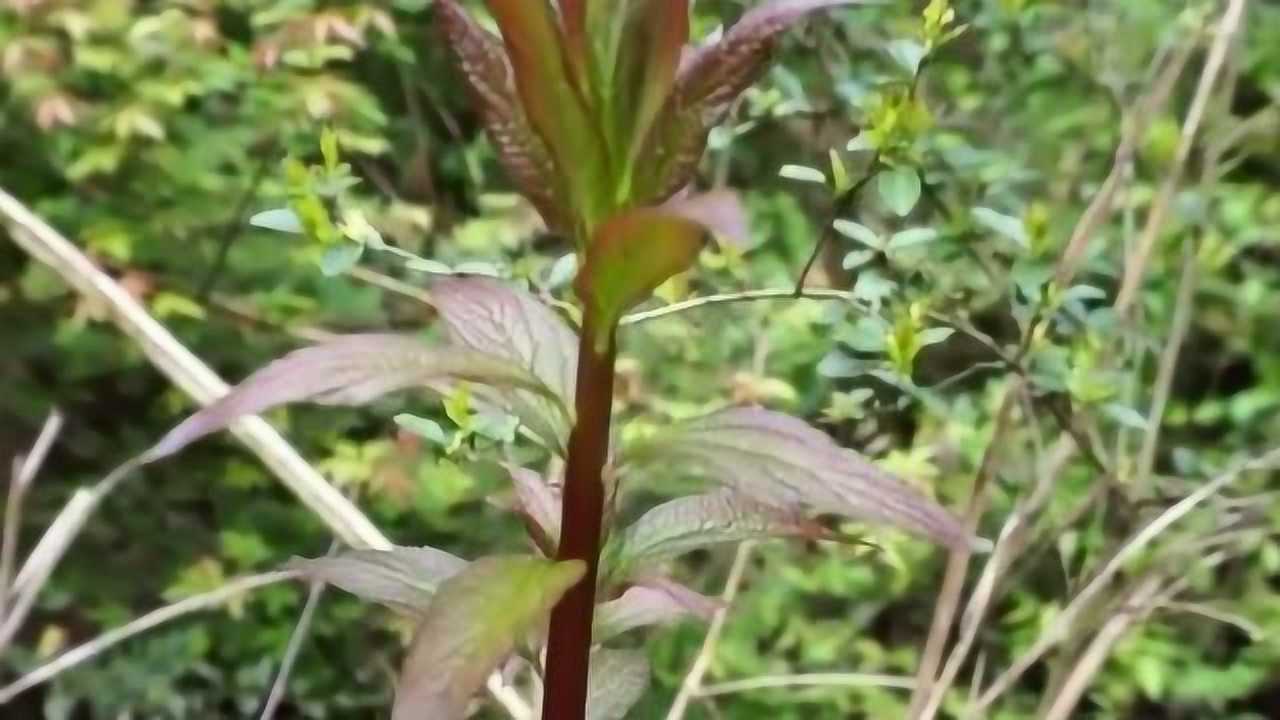 在我们这里叫做通花杆多少人认识估计很多人小时候在老家见过吧