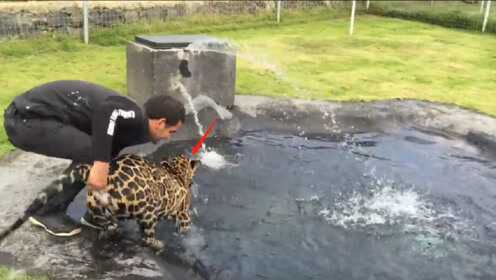 豹子在池中玩水，不料竟然遭到男子“暗算”，豹子：谁，竟敢偷袭我！