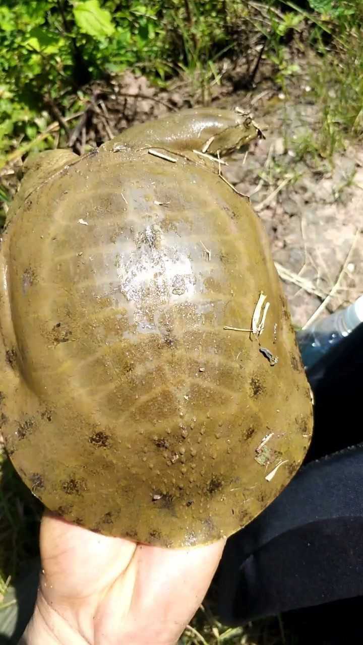 这个甲鱼长的瓜兮兮的!