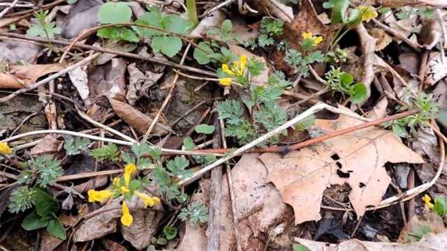 能镇痛止血的野草,喜欢生长在石缝中,农村很多人把它比喻成止疼药!