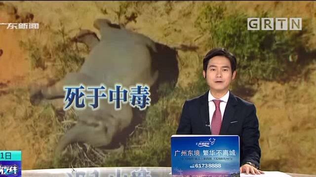 博茨瓦纳大象“神秘死亡”原因初步探明 疑似中毒