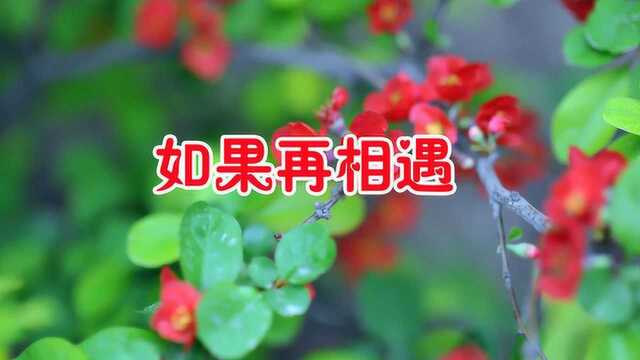 一首情歌对唱《如果再相遇》歌词深入句句人心,听一次醉一次!