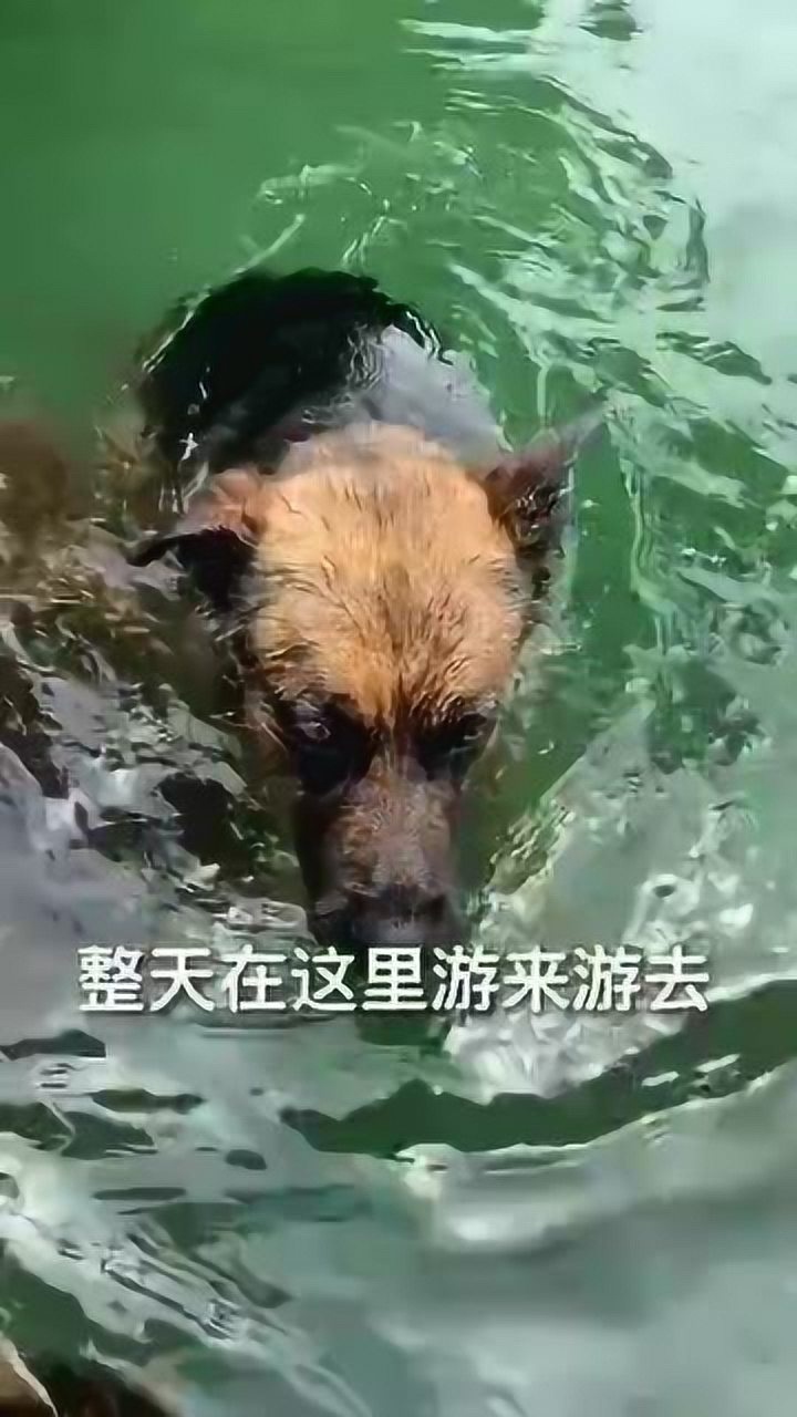 狗子你哪来那么多废话我腿抽筋了你看不出来呀还不快点救我
