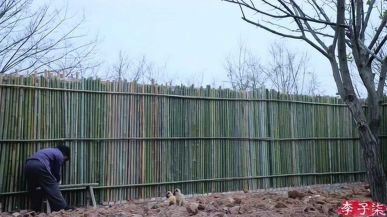 李子柒竹子围墙图片