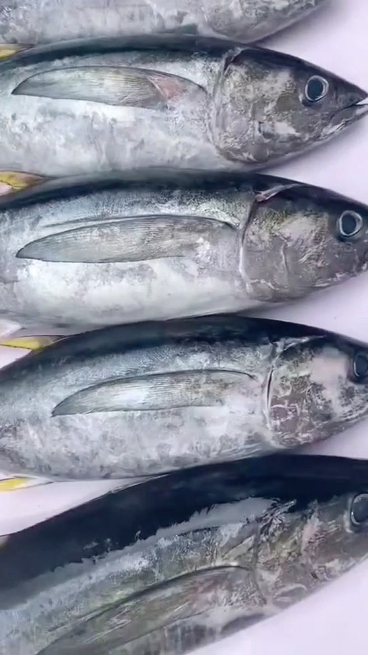 南油黄鳍小金枪10斤左右一条海鲜金枪鱼美食刺身美食