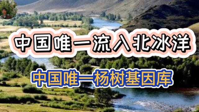 中国唯一流入北冰洋河流、中国唯一杨树基因库,额尔齐斯河好神秘