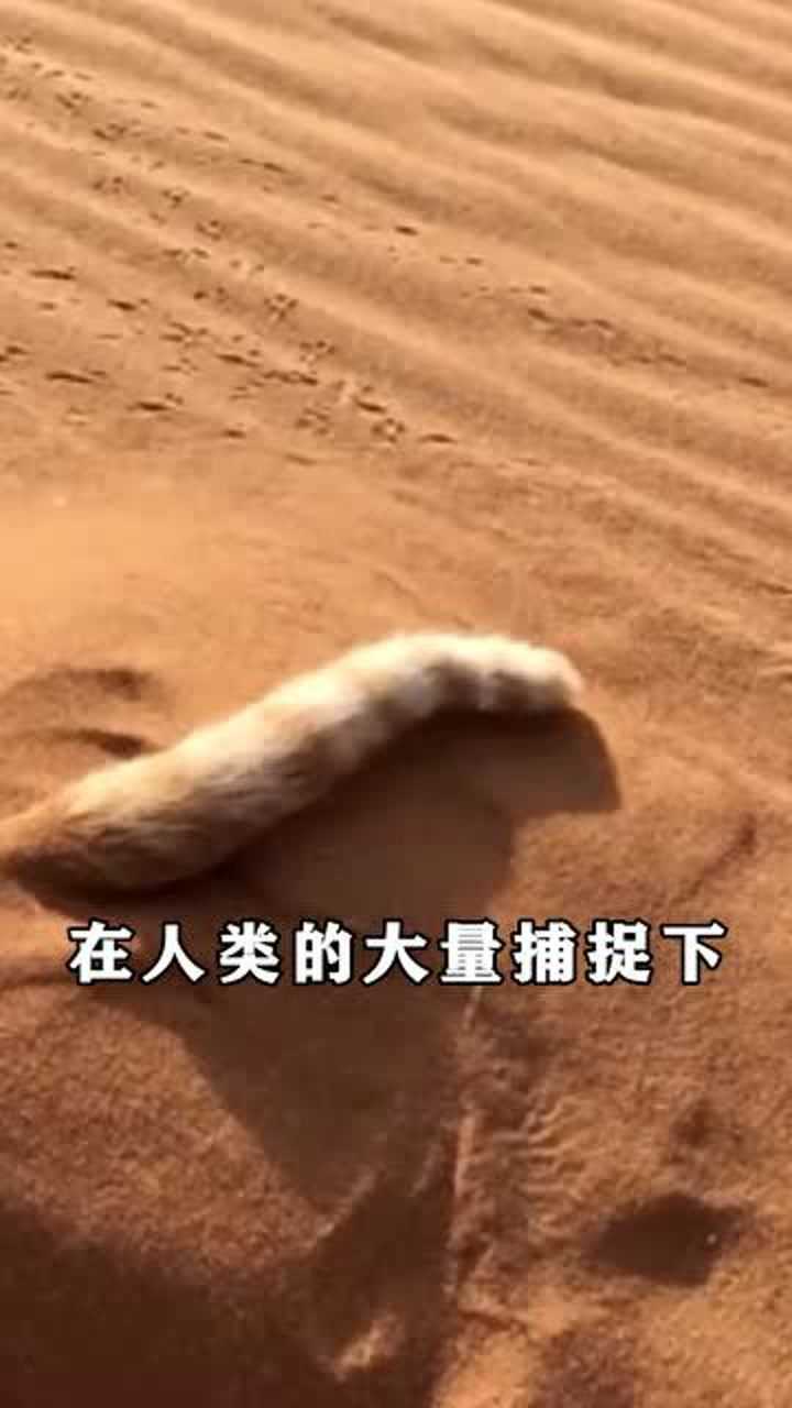 巴基斯坦沙猫灭绝图片