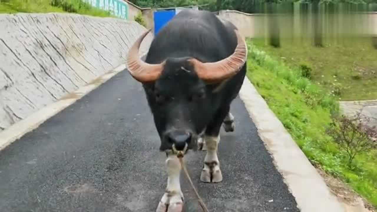 近距离观看身价120万的牛王克上王,这气势不在擎天柱之下啊!