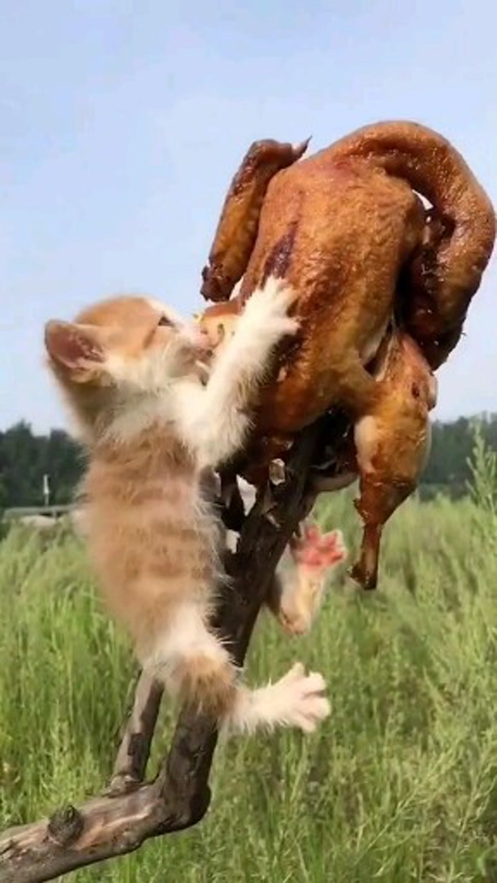 小猫咪第一次吃鸡