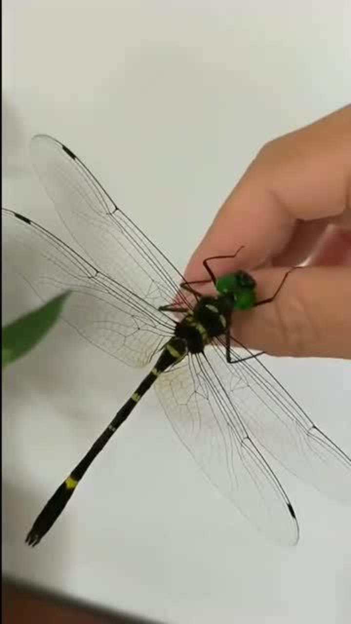 蜻蜓竟会咬人,网友表示:想不到你竟是这样的蜻蜓,有点意外!