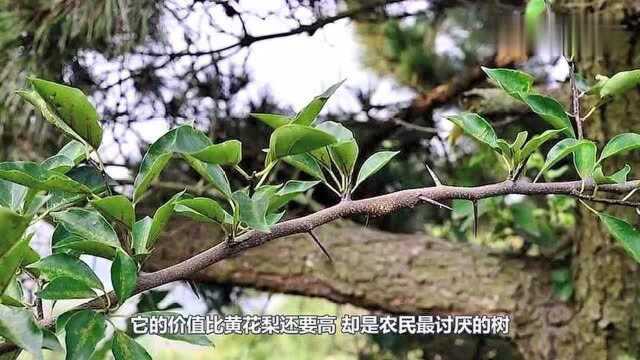 它被称为“黄金木”,价值比黄花梨还高,却是农民最讨厌的树