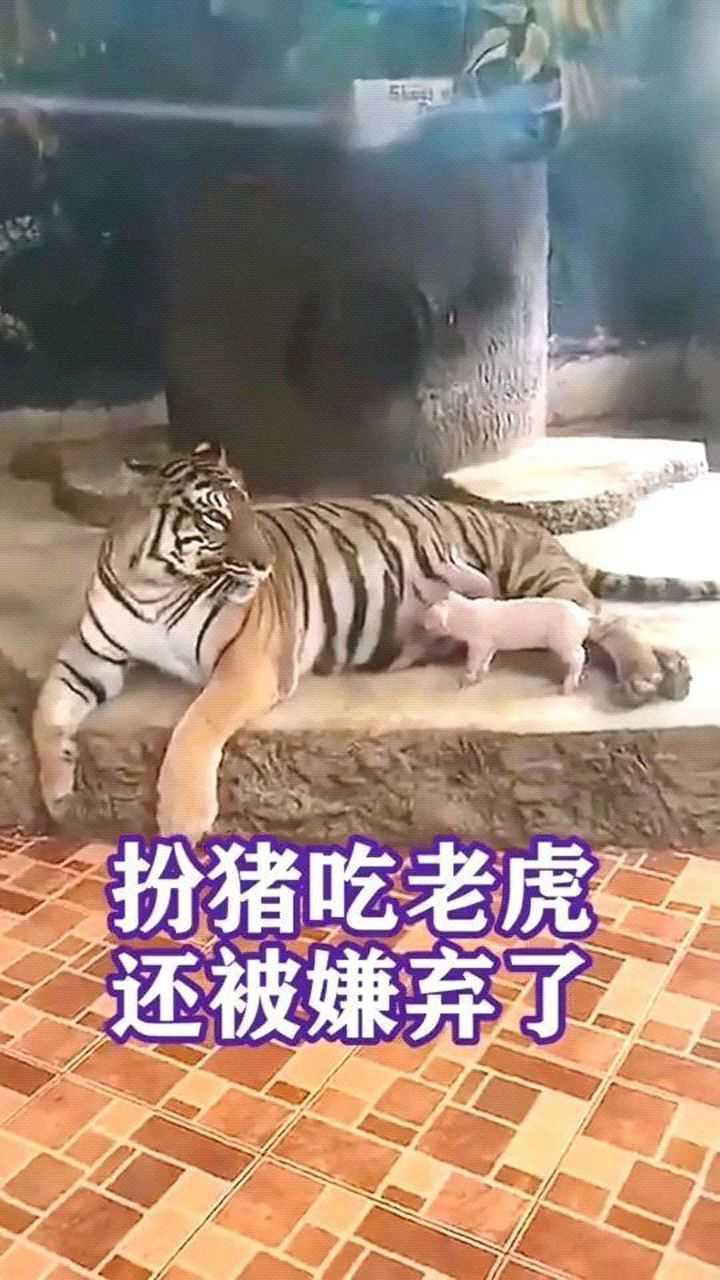 扮猪吃老虎,还被嫌弃了!