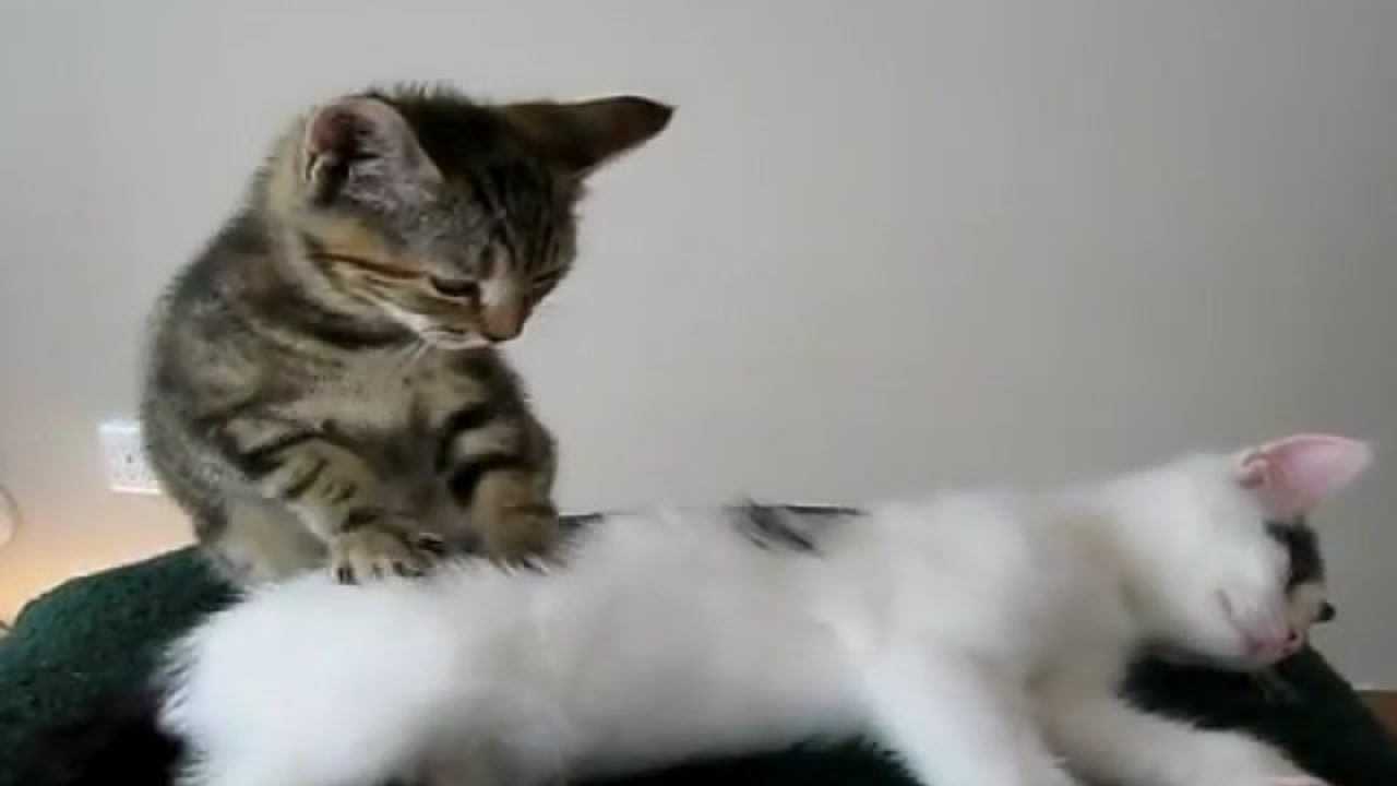 猫咪给小伙伴做按摩手法简直是专业级的