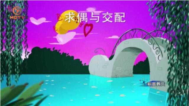 科普鹤庆881期:鸟类求偶与交配