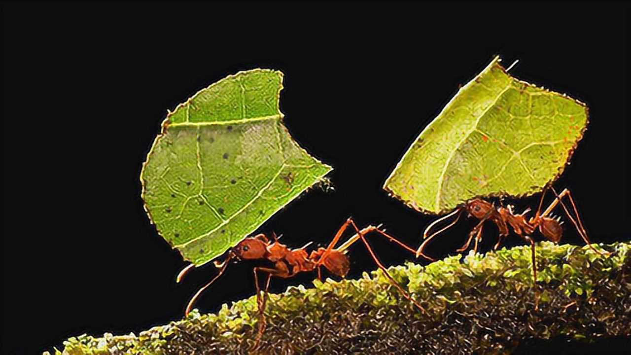 第03集切叶蚁我是大力士