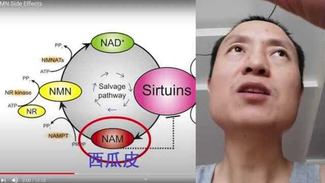 NAM、NMN NR、烟酸 的副作用:促癌?脸红? (重制加字)