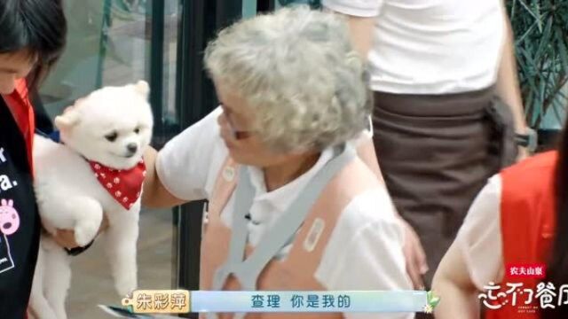 酒窝奶奶喜提小胖墩治疗犬查理,迫不及待迎接查理的样子太可爱了