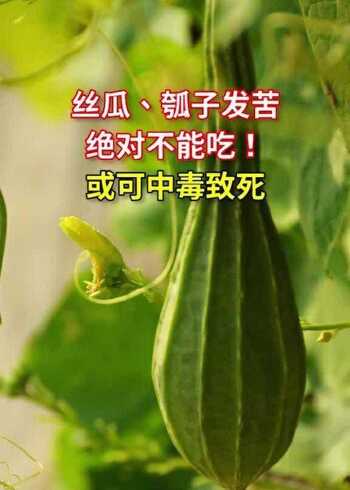 丝瓜,瓠子发苦绝对不能吃!或可中毒致死!