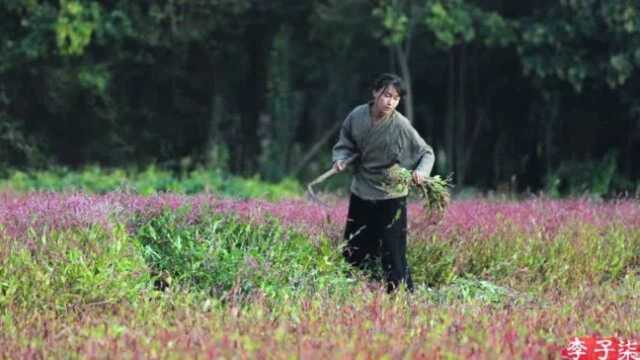 李子柒种出来的花是紫粉色的,经过一番倒腾弄出来的染料却是靛蓝色,厉害!