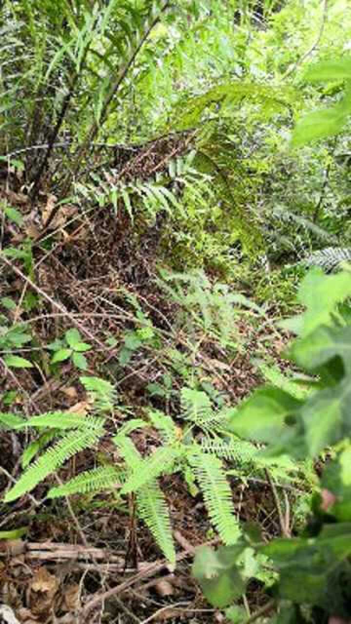 狗脚迹在日常生活中的正确运用