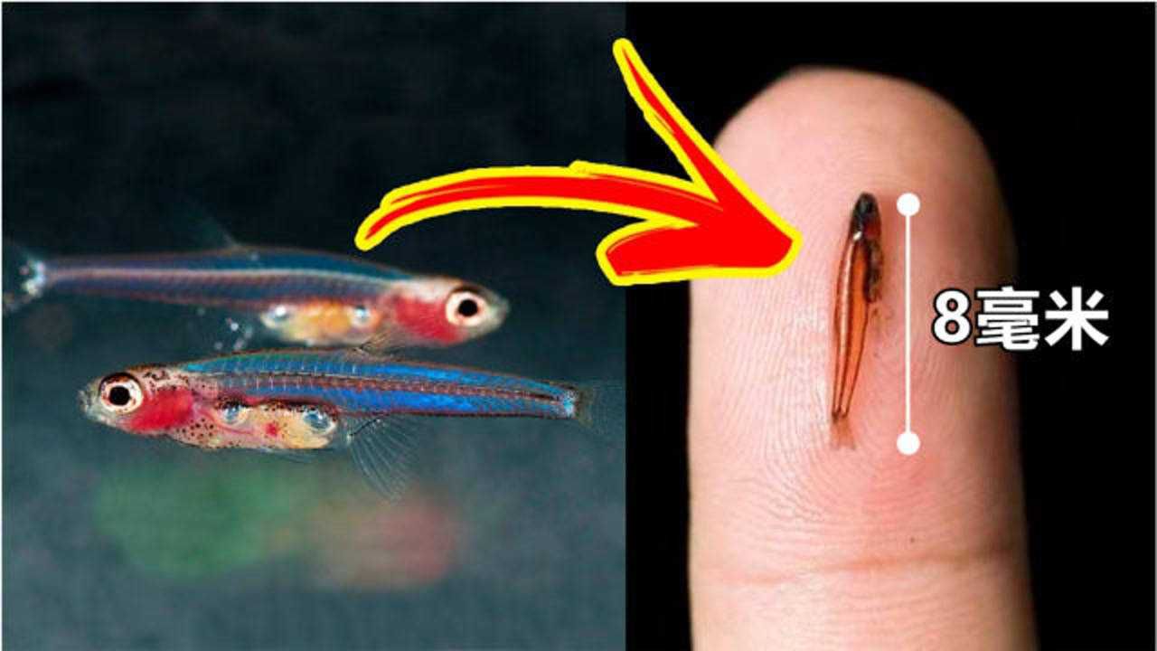 最小的鱼 真实图片