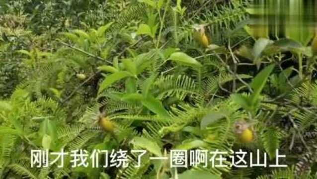 全身带刺的野果金樱子,这种果实一斤能卖到80元,就是不容易采摘